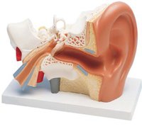 Ucho, model rozložitelný na 2 části