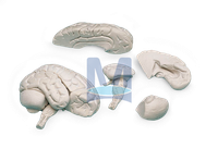 Model mozku, 8 částí