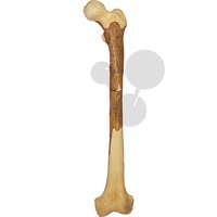 Rekonstrukce stehenní kosti Homo Ergaster