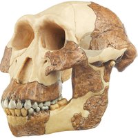 Rekonstrukce lebky Australopithecus afarensis