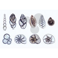 Foraminifera, Dírkonošci