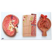 Průřez ledvinou, nefrony, cévy a ledvinové tělísko