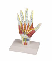 Model anatomické struktury ruky