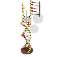 Model dvoušroubovice DNA, Premium