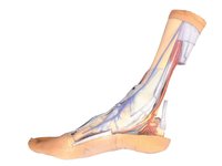 Povrchová a hluboká struktura chodidla a distálního konce nohy