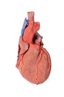 Srdce a distální průdušnice, carina tracheae a primární bronchus