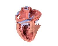 Vnitřní struktury srdce