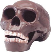 Lebka Homo erectus pekinensis: Sinanthropus