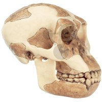 Rekonstrukce lebky Homo habilis (O.H. 24)