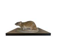 Potkan Obecný - preparát (Rattus Norvegicus)