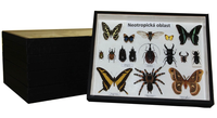 Sbírka světového hmyzu