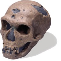 Lebka Homo sapiens neanderthalensis: člověk neandrtálský - vysoce kvalitní prove