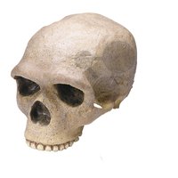 Lebka Homo sapiens archaický: Steinheim - vysoce kvalitní provedení