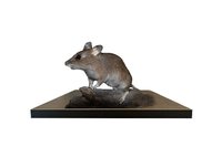 Myšice Křovinná (Apodemus Flavicollis)