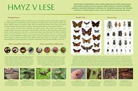 Nástěnná tabule Hmyz