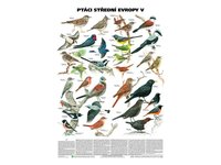 Ptáci střední Evropy V (pěvci 1)