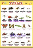 Zvířata - hmyz XL (100x70 cm)